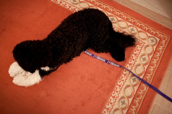 2016Michelle's tweet image. RT @MichelleObama: Sometimes even Bo needs a little help to get moving: