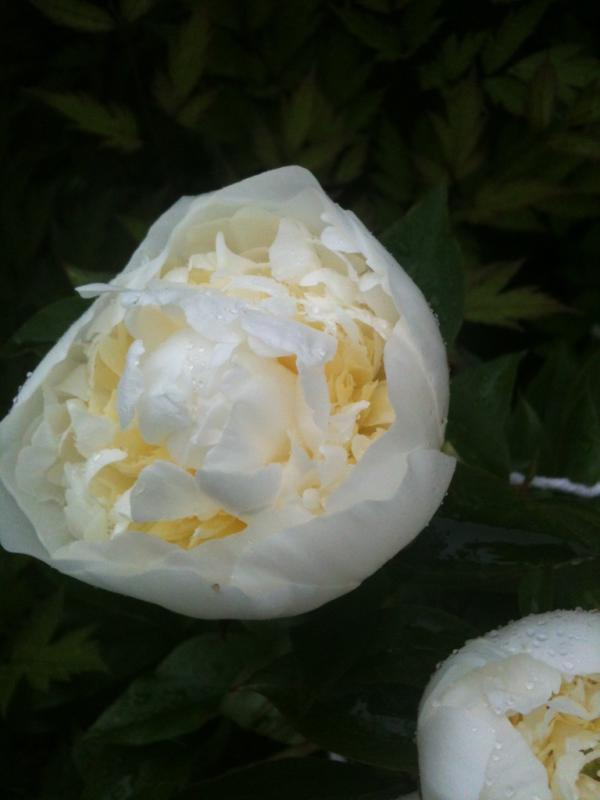 docdanmac's tweet image. Pee - oh - neeeeeeez !