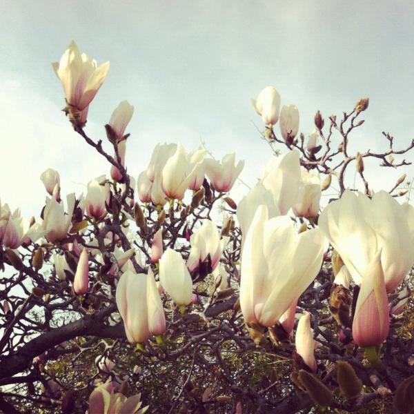 cari_noel's tweet photo. #makebeautiful at Huntington Botanical Gardens http://t.co/DoTLAFKL
