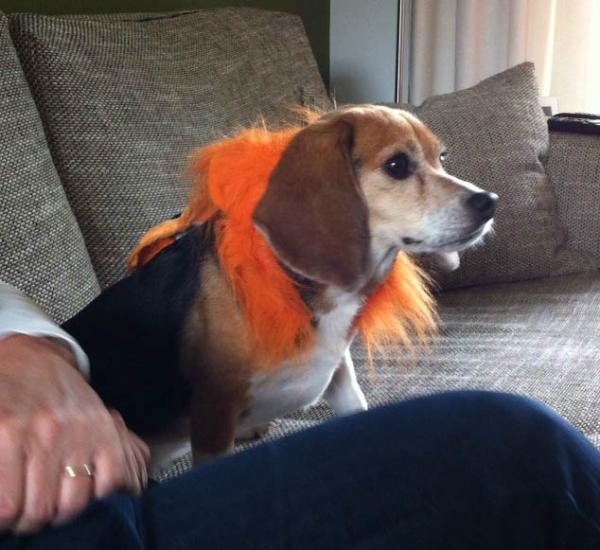 Shhh8's tweet photo. Ook deze beagle kijkt vanavond met spanning naar Nederland-Duitsland. http://t.co/6Q9WGq5l