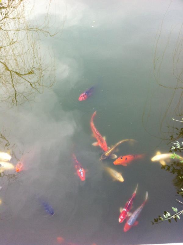cari_noel's tweet photo. @hipstamatic Huntington Botanical Gardens #koi http://t.co/jU5o3jIo