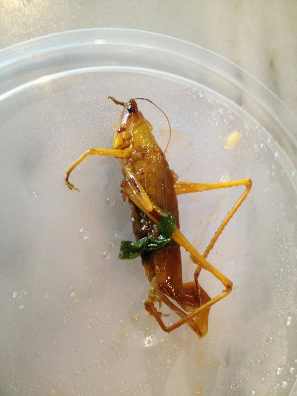 mllwilliams's tweet photo. Mmmmm... #Mamak http://t.co/CtDNRVGu
