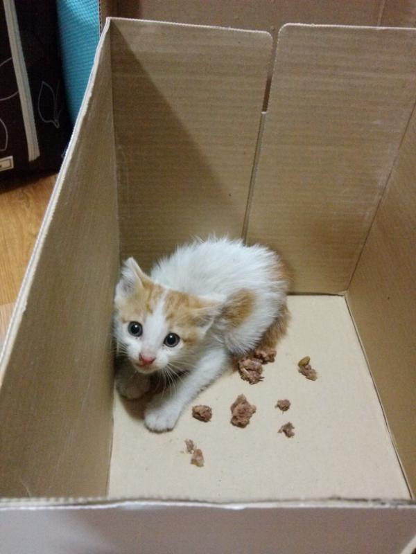 shaw3622's tweet photo. @animalkorea @frog799 @howcat2011 @magazineC @zhao74 @kangfull74 알티부탁드려요ㅠㅠ풀숲더미에서 아기냥이를 구조했습니다. 좋은가족이 되어주세요. 부산주례냉정부근입니다 http://t.co/SjnlYnD2