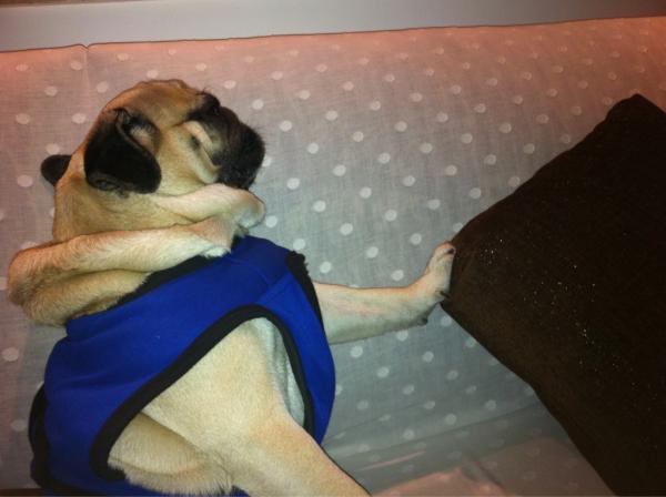 shazyalabana's tweet image. #ThatOneFollower who has the cutest and funniest dog! @Prableen27