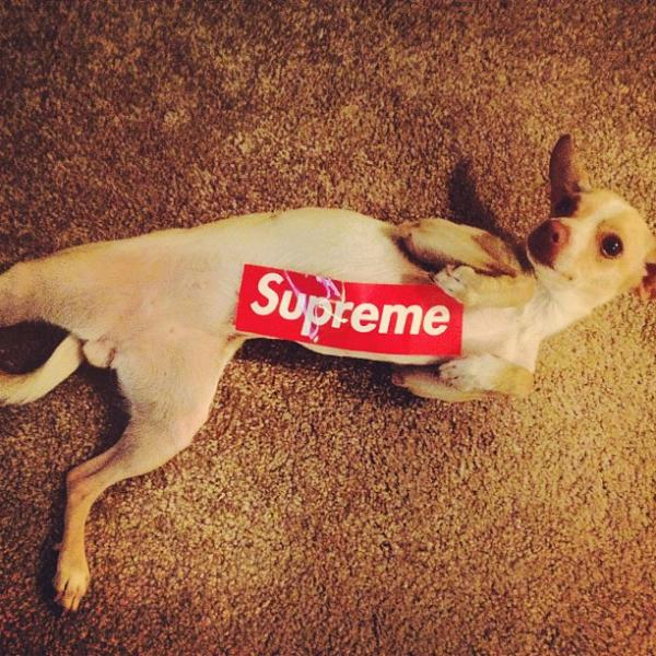 fuckkoch's tweet photo. She got in my sticker stash http://t.co/8zRtoUX8