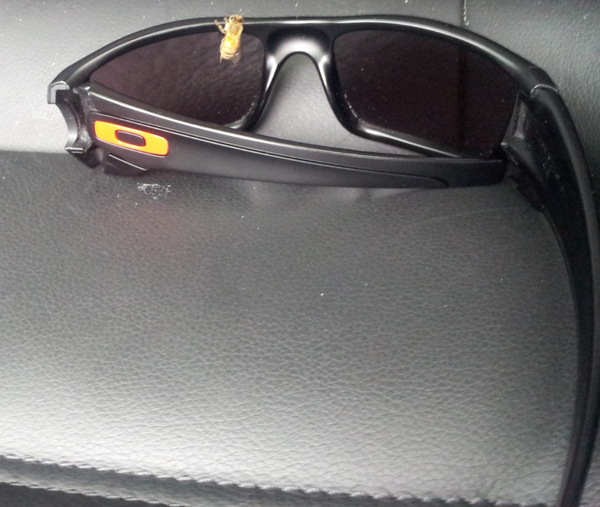 KGarbet's tweet photo. My sunglasses are so bee-utiful http://t.co/WkAl9LNq