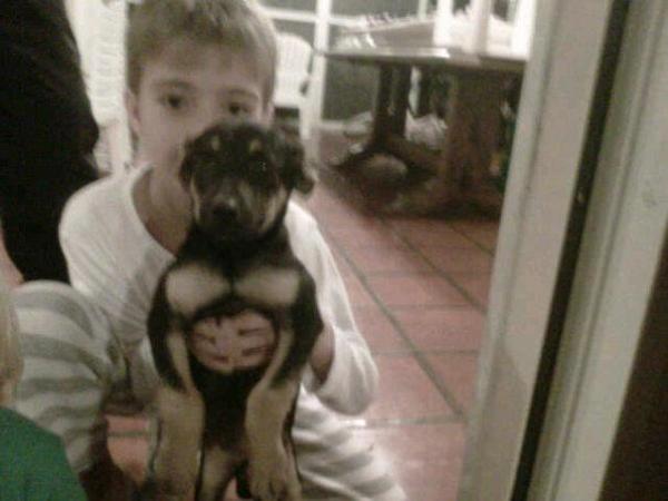 Mario_GH2012_'s tweet photo. @Cris__U Se perdio ayer COKY, en FUNES, cerca al aeropuerto llevaba 1 collar rosa con una remera fuxia y rosa.153759100 http://t.co/7N6cxPqa