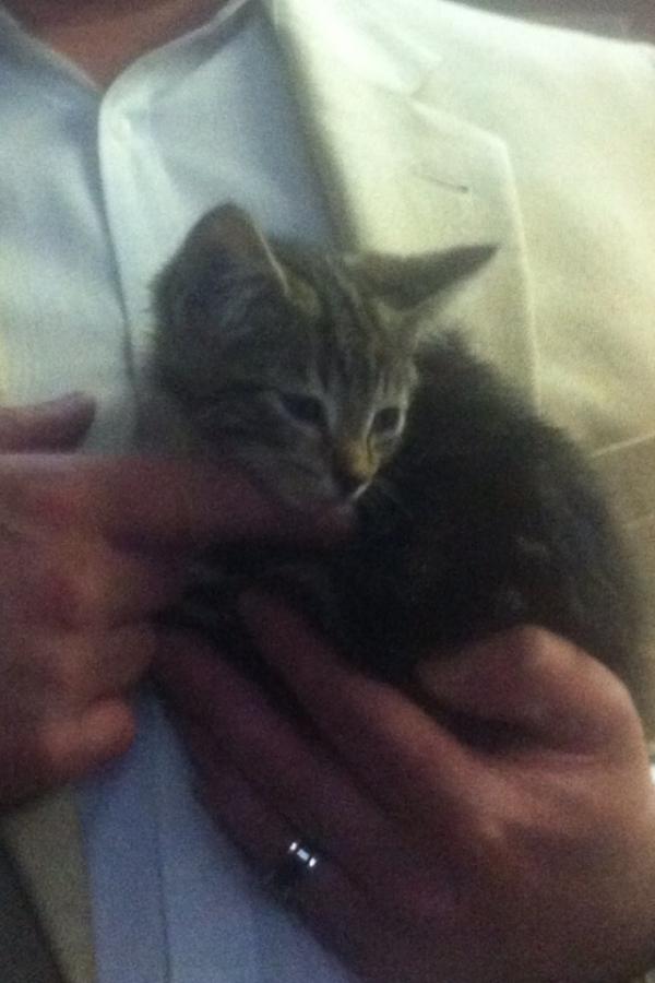 callgreenway's tweet photo. Piper the kitten we rescued is at humane society the rest of this week but doing well. She is so cute http://t.co/ZeGDTwIe