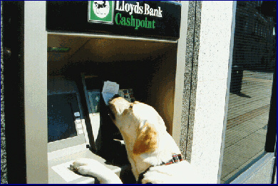 paddypower's tweet image. BREAKING: Dog spotted in Tottenham looking in a rush. On eve of Reknapp leaving. Link? &amp;gt;&amp;gt;&amp;gt;