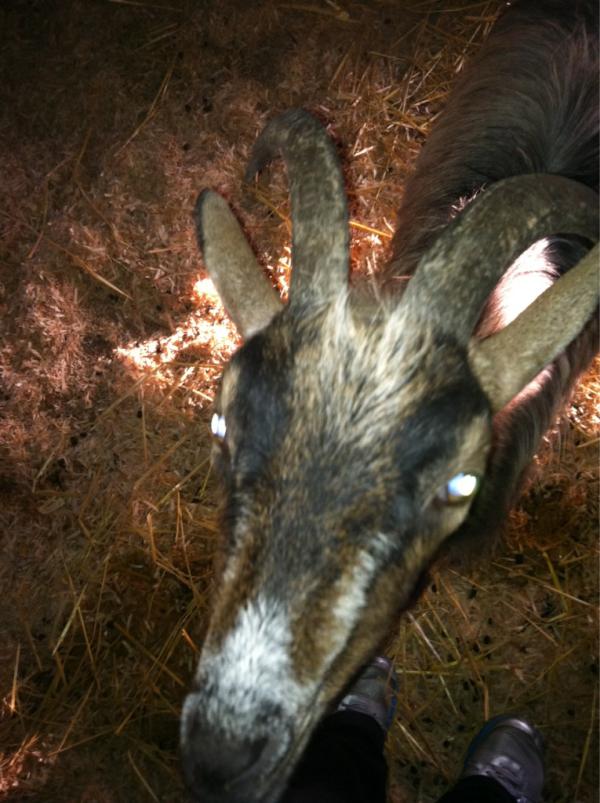 amanderson8's tweet image. This damn goat will literally eat anything you out in front of him... Including your phone #sillygoat