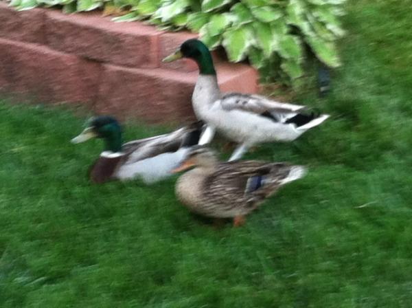 mpat99's tweet image. Look what's on our front yard.