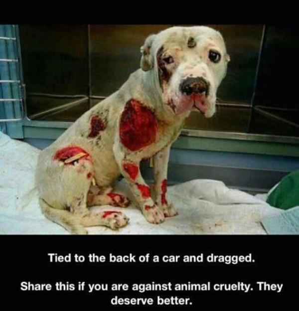 SaveAnimalsSPA's tweet image. This is what some sick fuck did. Disgusting.