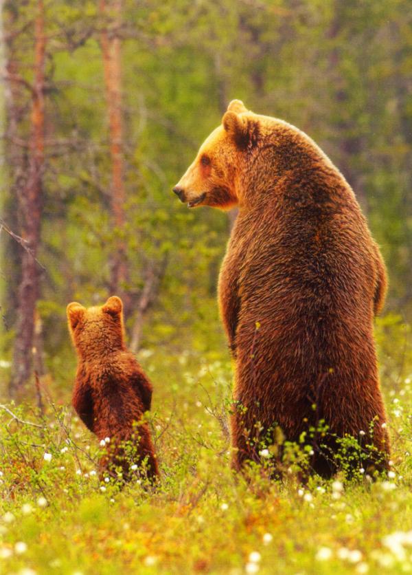 SignalGraphicsQ's tweet image. Here&apos;s our top selling Father&apos;s Day card this year! Drop on in and check out the other ones.