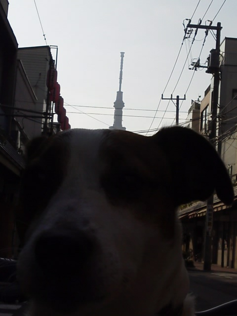 ハチの頭に先っちょ!! http://t.co/tWfP82vY