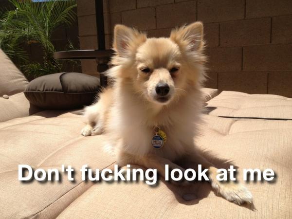 Me_Llamo_Milo's tweet photo. #winning http://t.co/RPaT0JIj