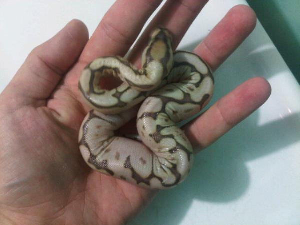 Snake_Queen's tweet image. “@RickysReptiles: Another cutie Butter Bee #ballpythonbabies http://t.co/unuxpOXo” agree 100 percent :D
