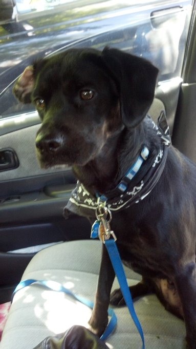 And off to the dog park we go :-) http://t.co/9PT0ywDB<a href="/tag/hcotw"class="tags"><span>#hcotw</span></a>