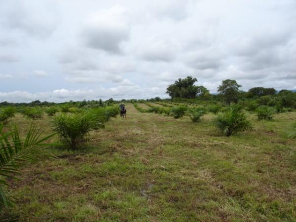 REPRODUCIMOS's tweet photo. @AlvaroUribeVel se vende finca de 519 hectáreas, Pailitas Cesar con 151 ha de palma. http://t.co/W2S8Pza4