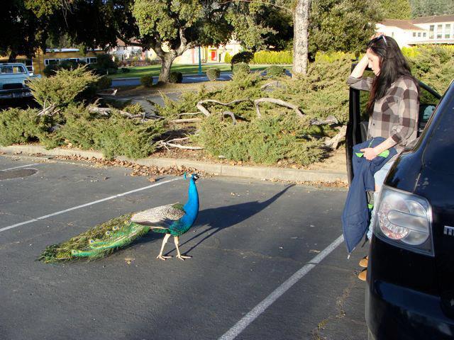 Caption this... #peacocks http://t.co/M2GpkgFR<a href="/tag/peacocks"class="tags">#peacocks</a>