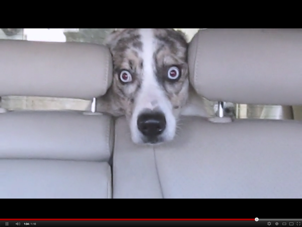 as scared as this dog of the lightening last night.