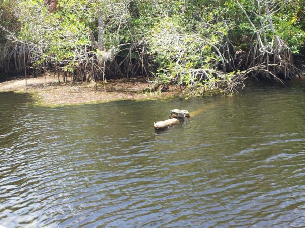 FAMUBASE's tweet photo. FAMU BASE at FL-ASABE on the Loxahatchee River http://t.co/DldnYfNL