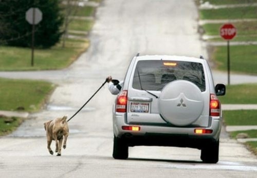 TheFalltones's tweet image. Lazy way of walking your dog.