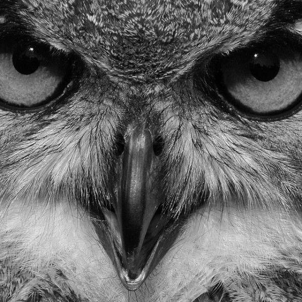 Duc_Sortilege tweet picture