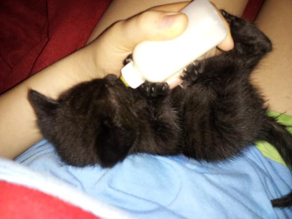 KittyCommittee2's tweet image. Baby