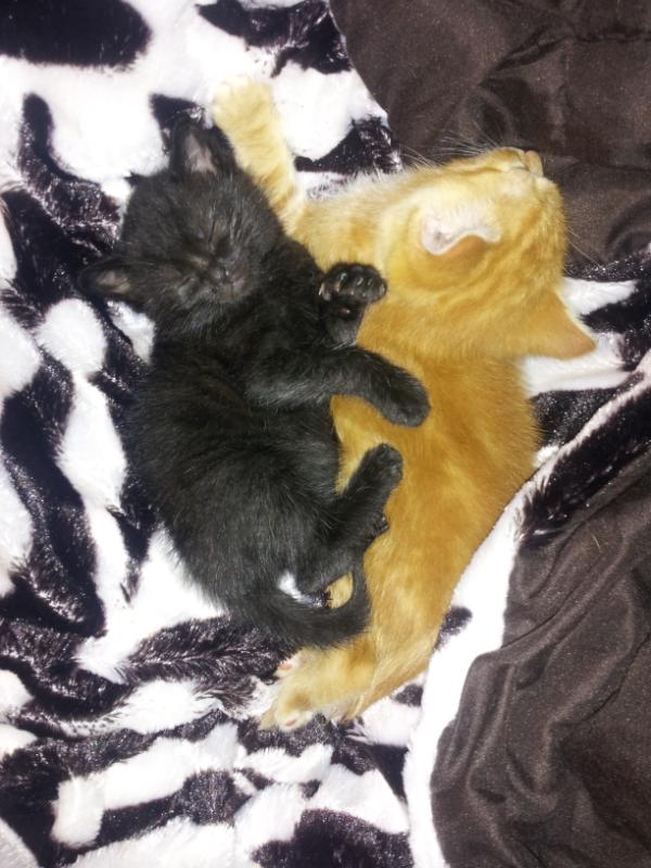 KittyCommittee2's tweet image. 