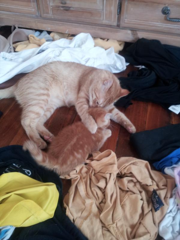 KittyCommittee2's tweet image. Dad