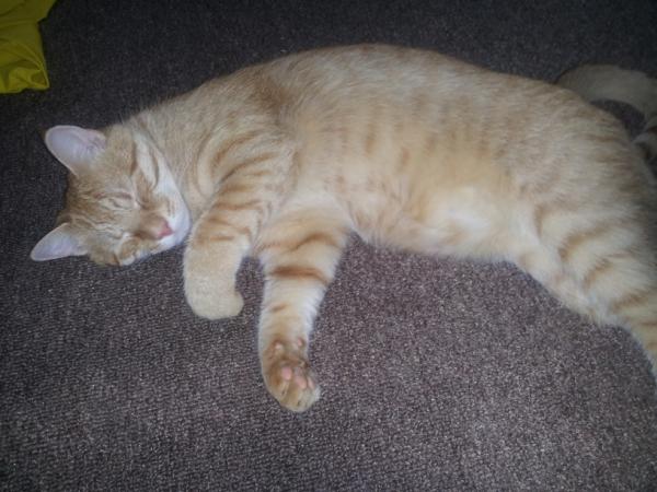 KittyCommittee2's tweet image. I tired