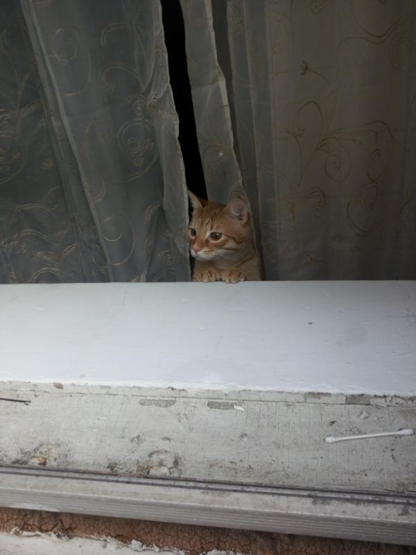 KittyCommittee2's tweet image. Let me out