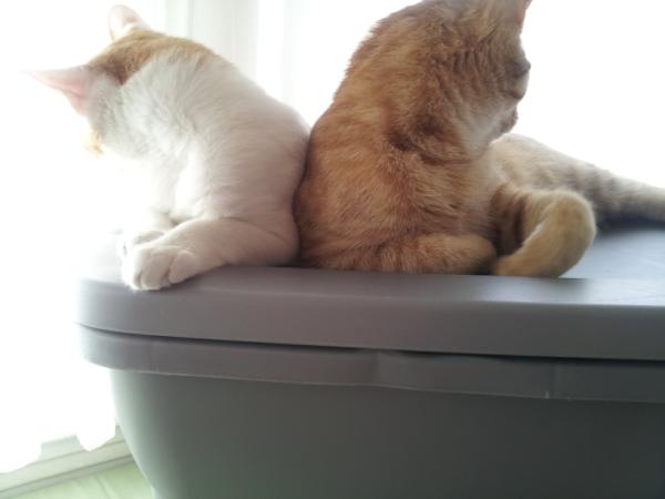 KittyCommittee2's tweet image. Brothers