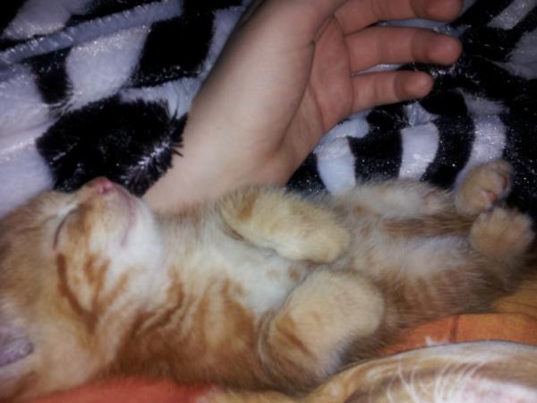 KittyCommittee2's tweet image. 