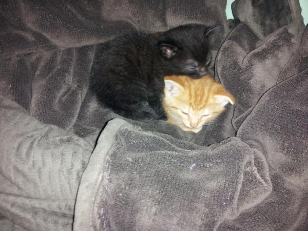 KittyCommittee2's tweet image. 