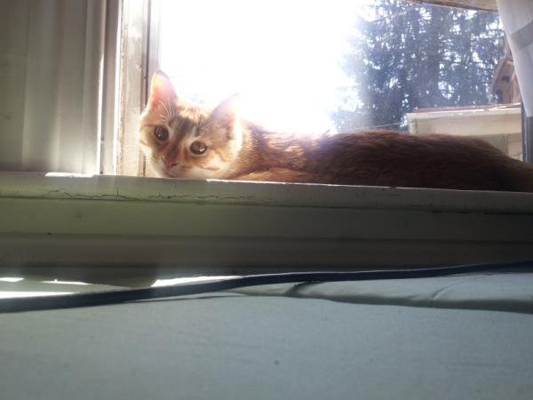 KittyCommittee2's tweet image. Hi mom