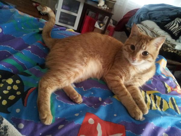 KittyCommittee2's tweet image. Buuut moooom