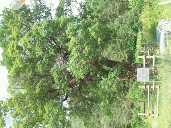 gunwo's tweet photo. 강원도 평창군 믿난면 회동리에 있는 수령 200년된  물푸레나무 일명 고로쇠나무 넘 멋지다. #fb http://t.co/p6uGxFBS