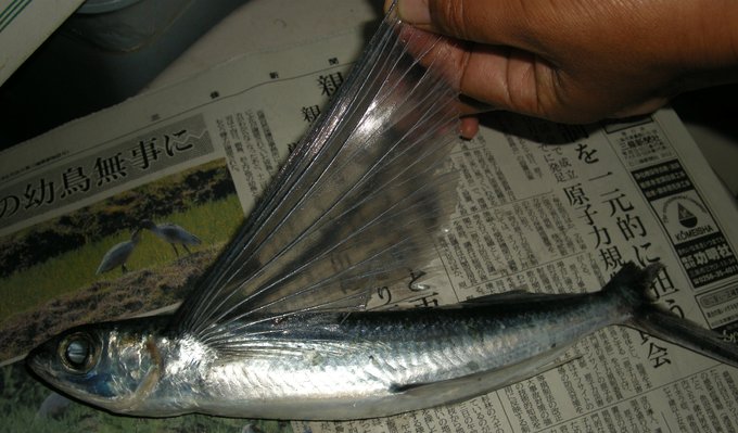 トビウオの特徴 見分け方 写真から探せる魚図鑑