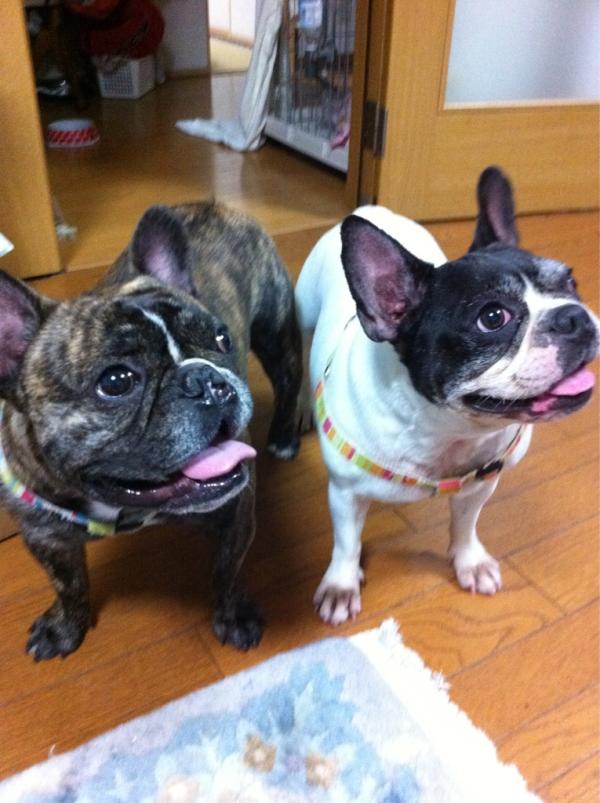 Jillvivienne's tweet photo. かわいい♡ http://t.co/zzN2BKV5
