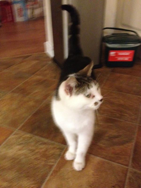 latner7's tweet image. Such a sexy pussy. #PulledIt