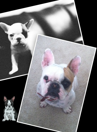 It's been the best two years with amazing face. #LUCY #FRENCHBULLDOG http://t.co/drYlGBfa