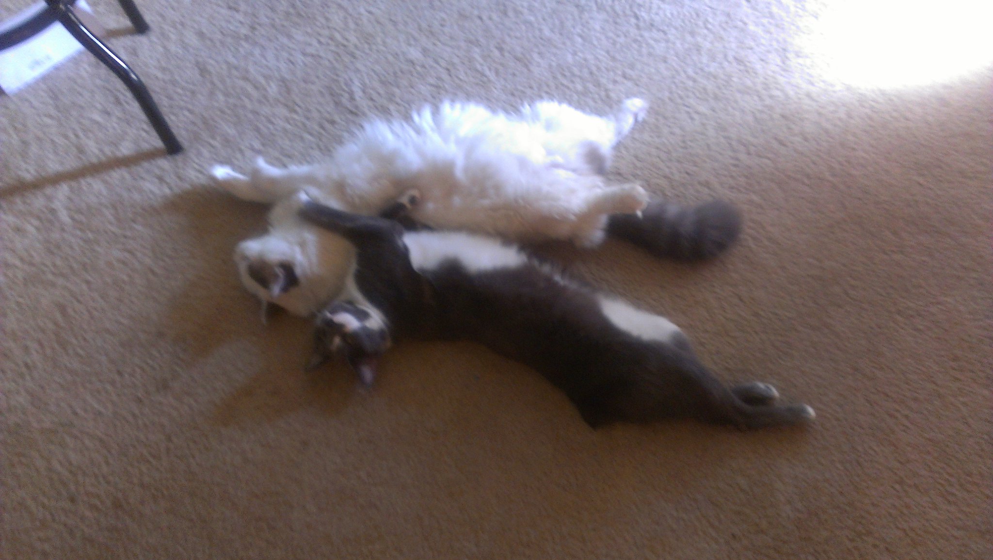 My boys are so cute http://t.co/rJhUHlDV