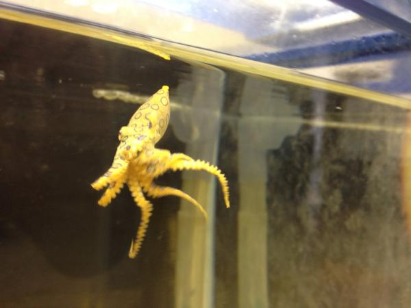 تويتر Dr Shirai Hakase Vrstudiolab In Reality على تويتر ヒョウモンダコ 危険度5 相模湾の浅い岩場にもいるタコの仲間 模様が綺麗で体長10cmほどにしかならないが 強力な毒を持ちかまれると嘔吐痙攣 時には死に至る Http T Co Svgddtvv