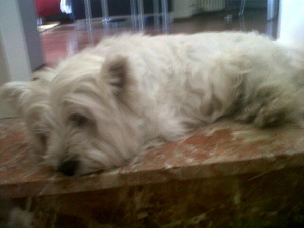 ischwarz0's tweet image. Por aqueloos que no hacen nada durante el dia... #onlysleep