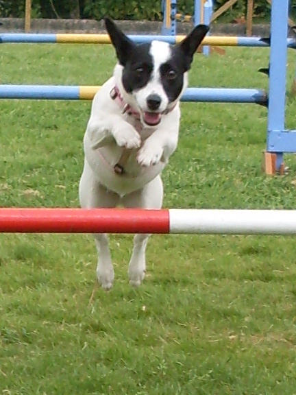 TiaMariaJones1's tweet photo. For those who love agility her is me doing it... I love it I am agility mad http://t.co/FYgCqvYy