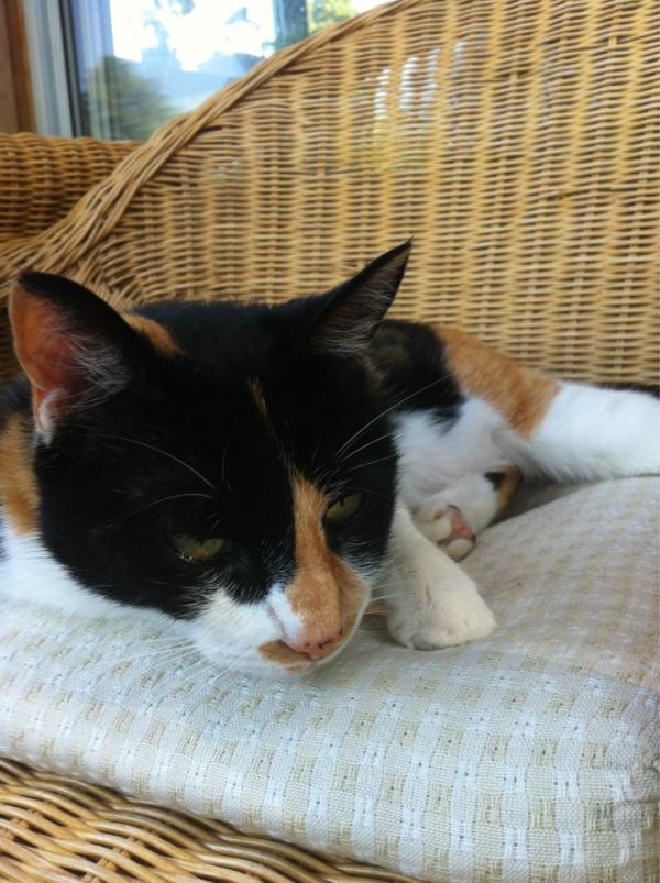 kifffin's tweet image. #pumpkinproblems