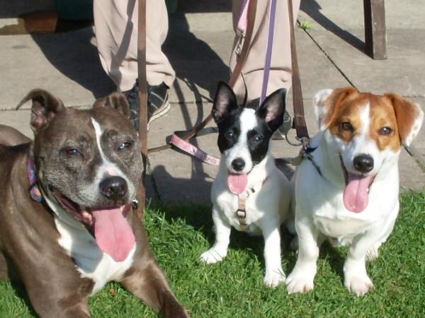 baileyjackrusse's tweet photo. Please follow My Sisters @StaffieStella &amp; @TiaMariaJones1  they are good girls http://t.co/beDXKDb2