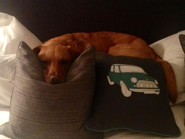 XLucyBarrowsX's tweet photo. @MarkAtMarcos hahaha, nobody's getting on to my bed. @TweetingTailor can go in the cage tonight!! http://t.co/JgMMW4h5