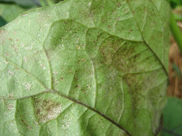 Tokiyan こんにちは ナスが病気にかかって 新芽をつけても実が全く大きくならない 農協さんへ病気の葉 を見本として持っていった 薬を紹介してくれた 早速なす畑に噴霧器で掛けた しばらく様子を見よう と思います Http T Co 1npcfsud Twitter